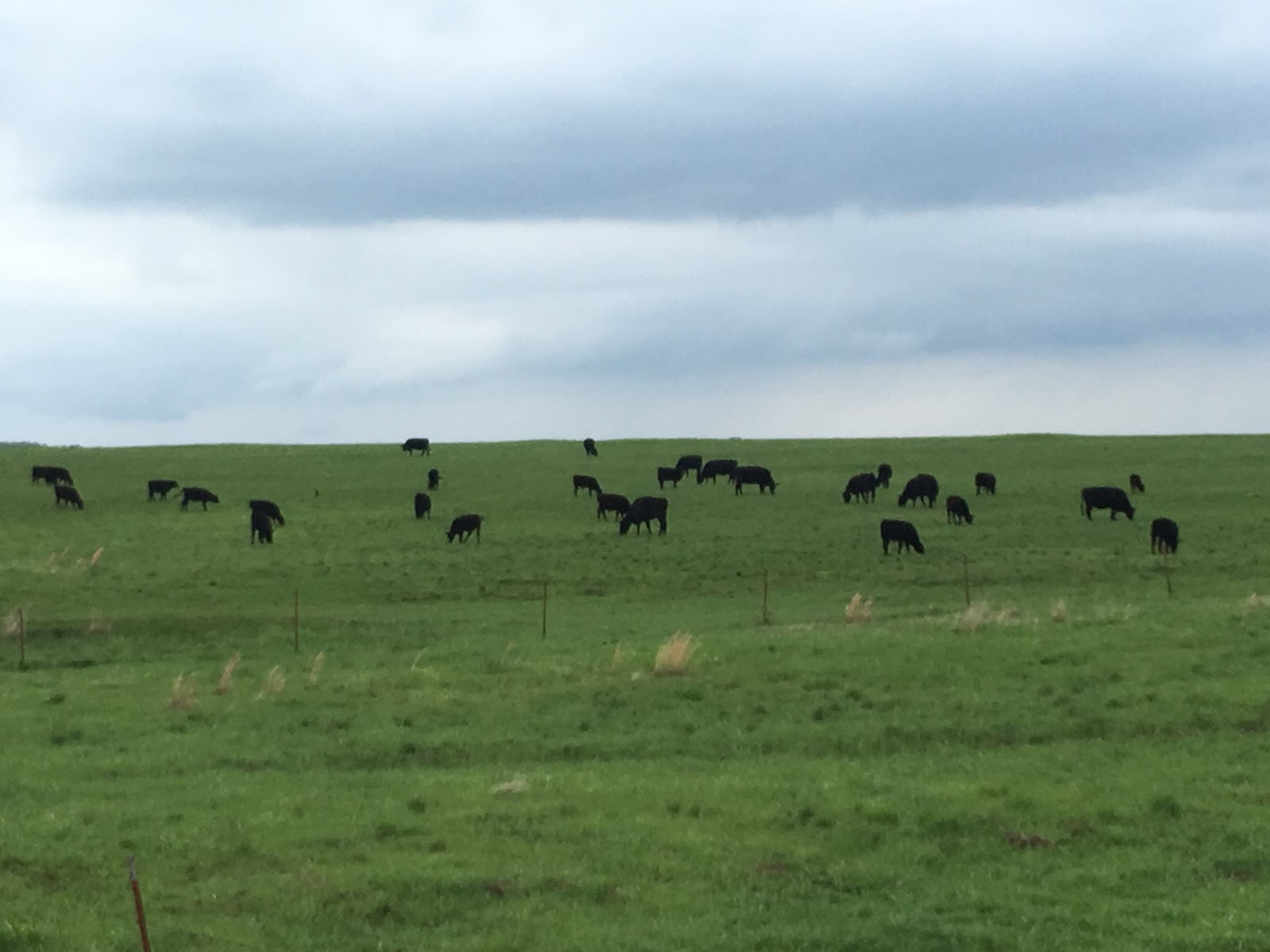 Cattle