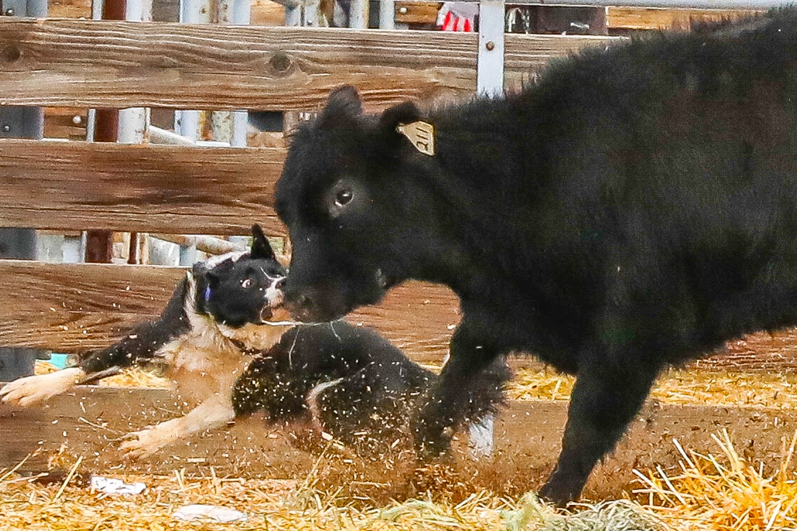 Holt Ranch cattle